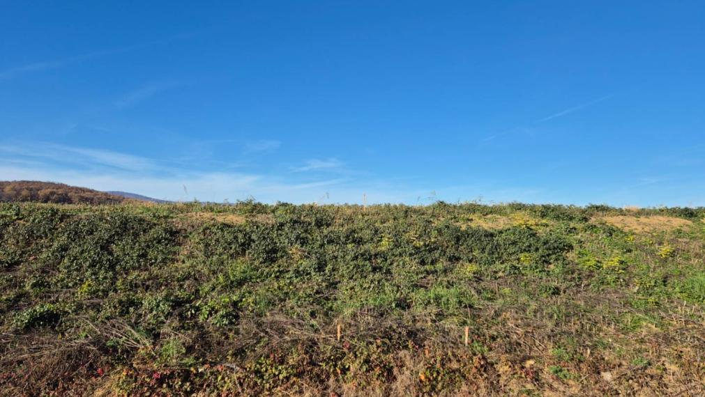 Stavebný pozemok, Velčice, 981 m2, okr. Zlaté Moravce