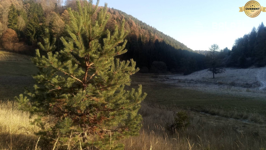 BRIEŠTIE- Hadviga lesný trávnatý pozemok 13 710 m2, vhodný na usadlosť
